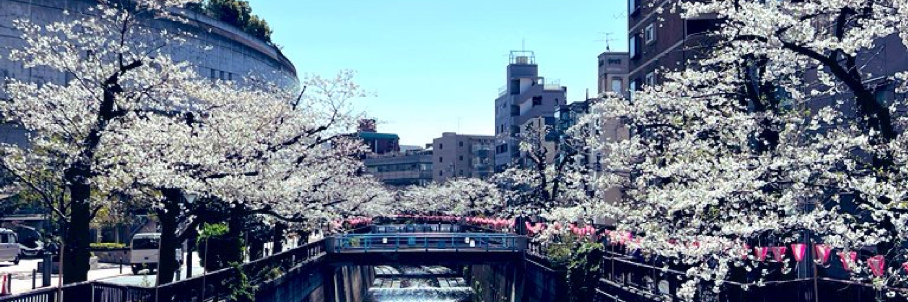 シマエナガ