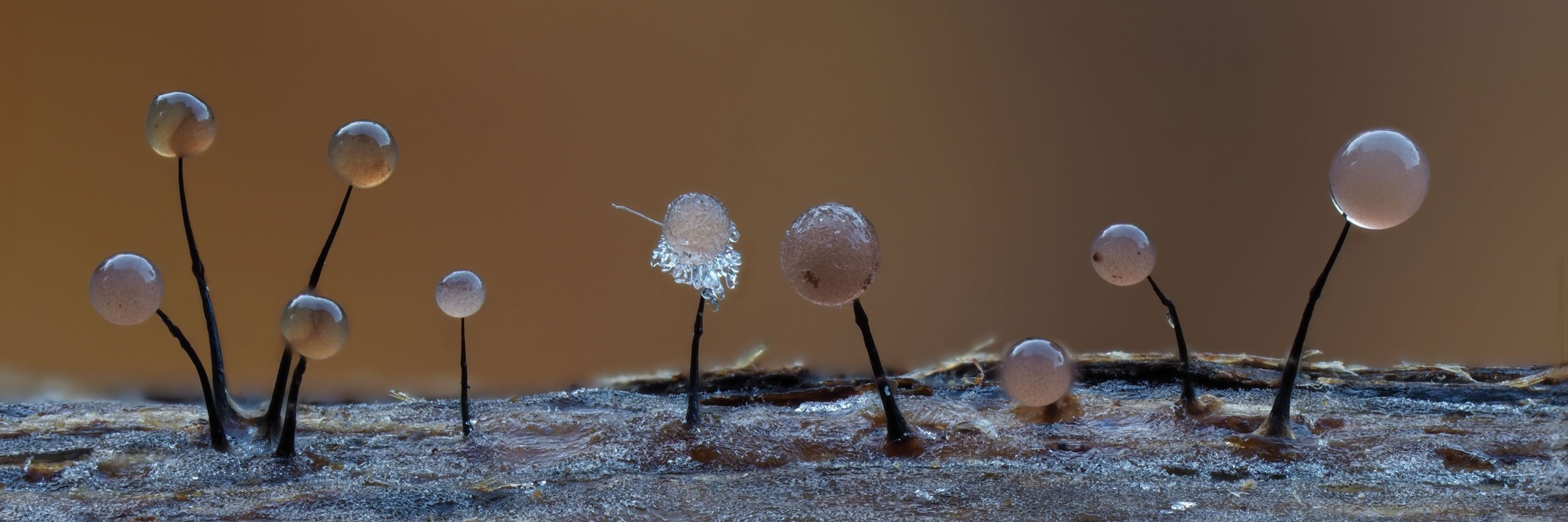 All Things Fungi