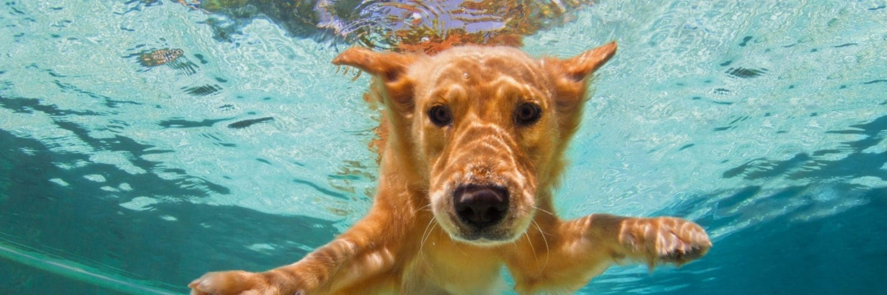 GildedDog