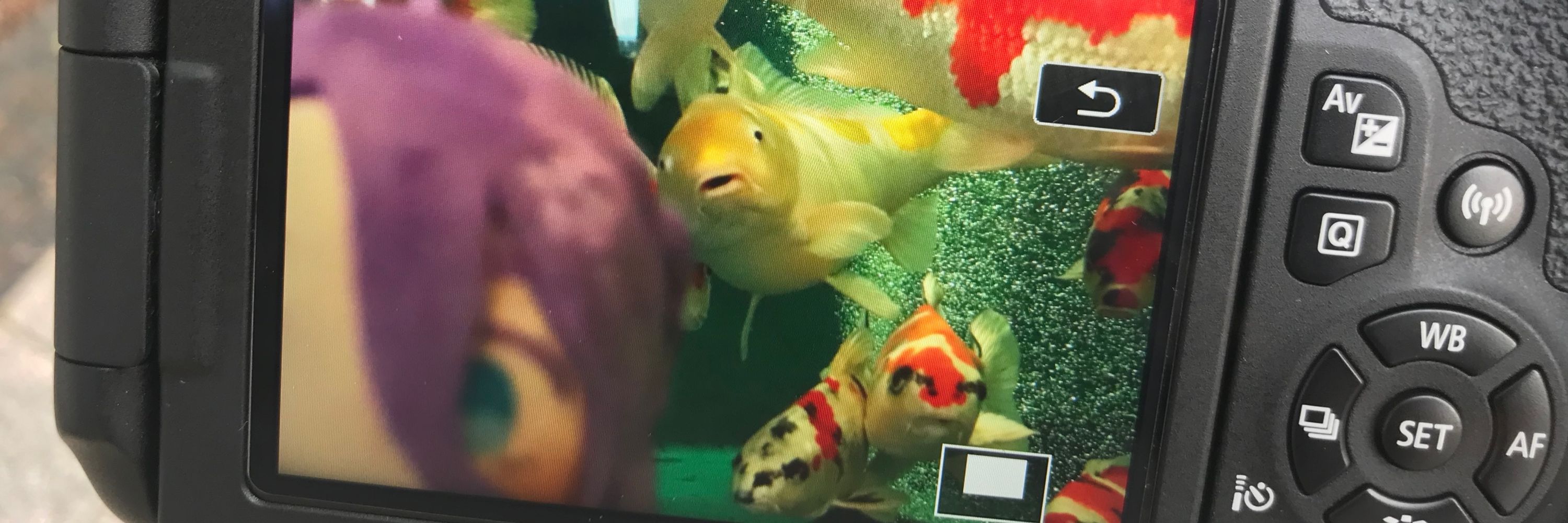 さもーん