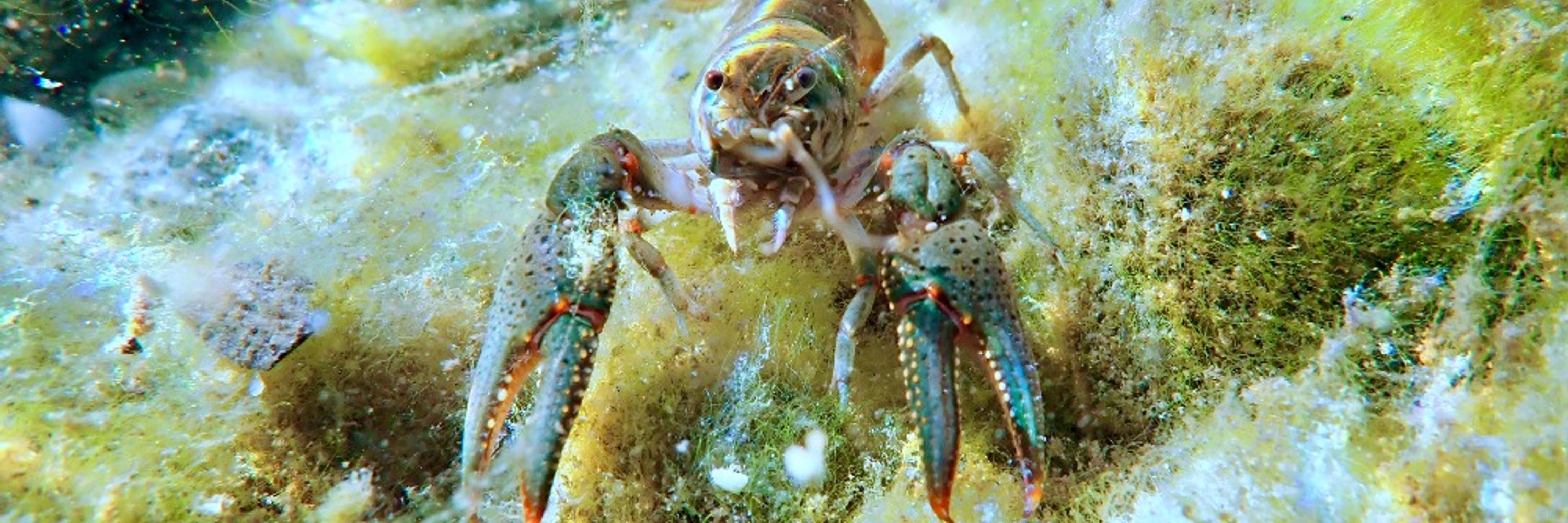 sealips