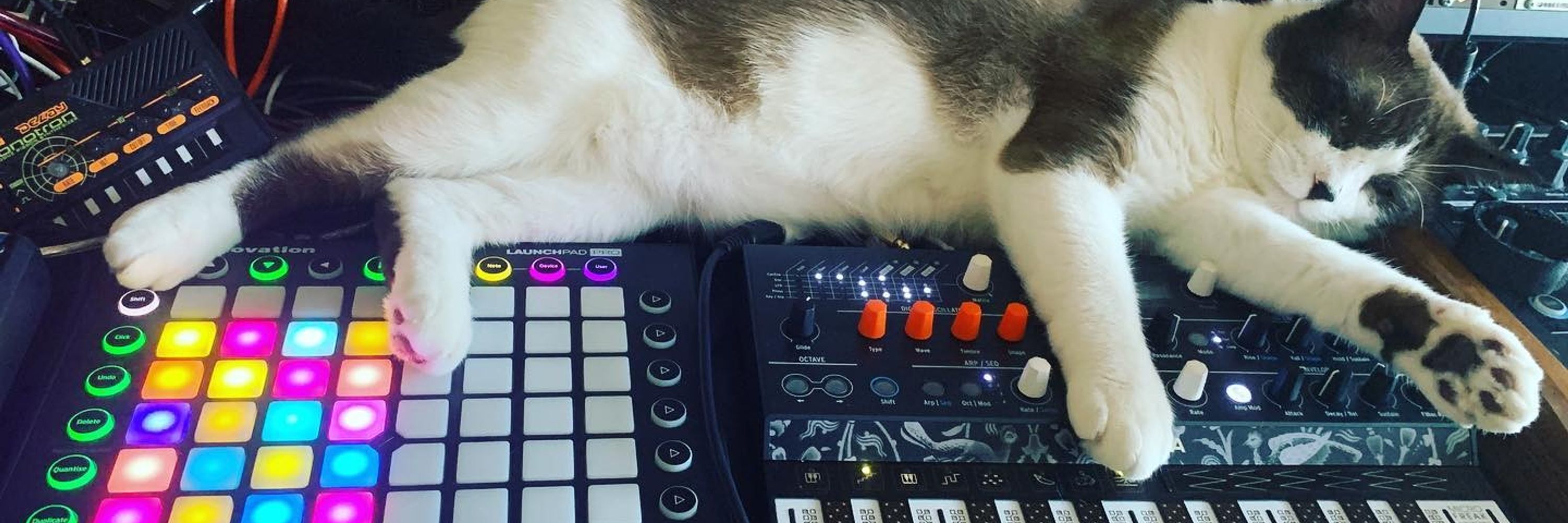 CatSynth / amanda c 