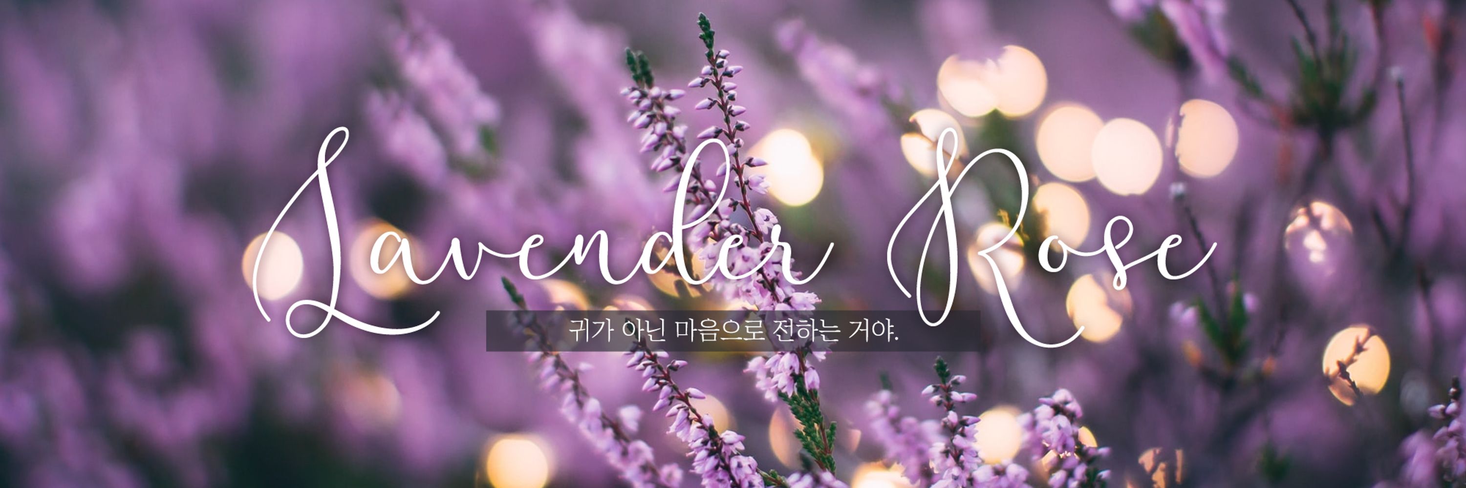 Lavender Rose