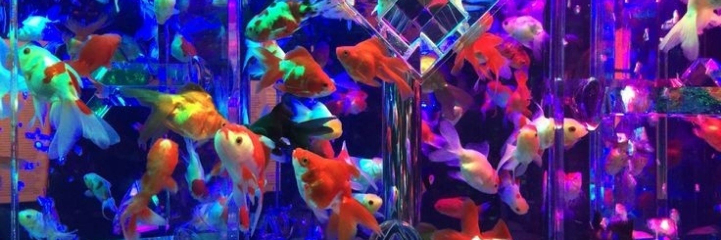 ⍟ V3N0M ⍟