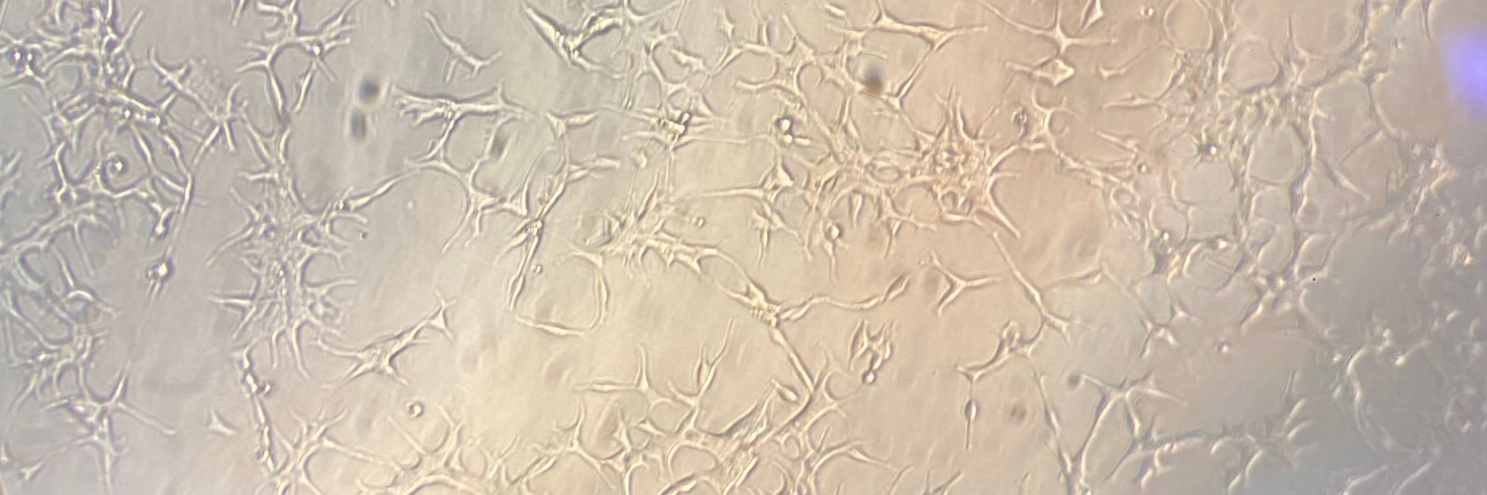 ElaineDoesBio🧬🧫