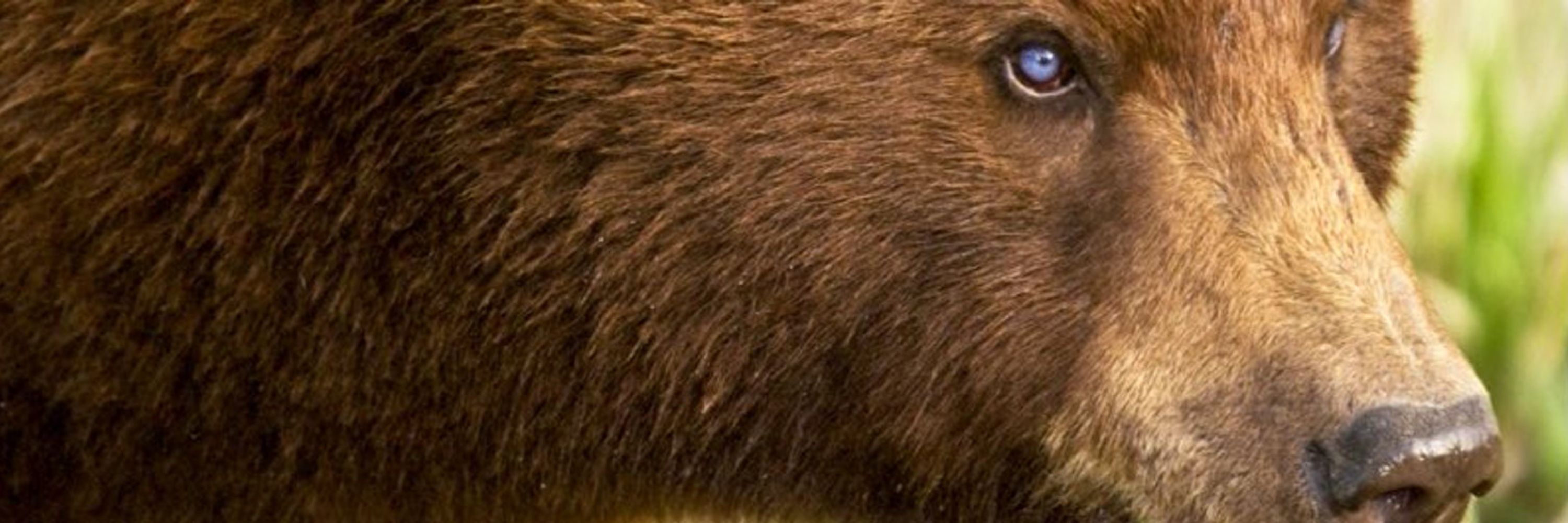 Derebear