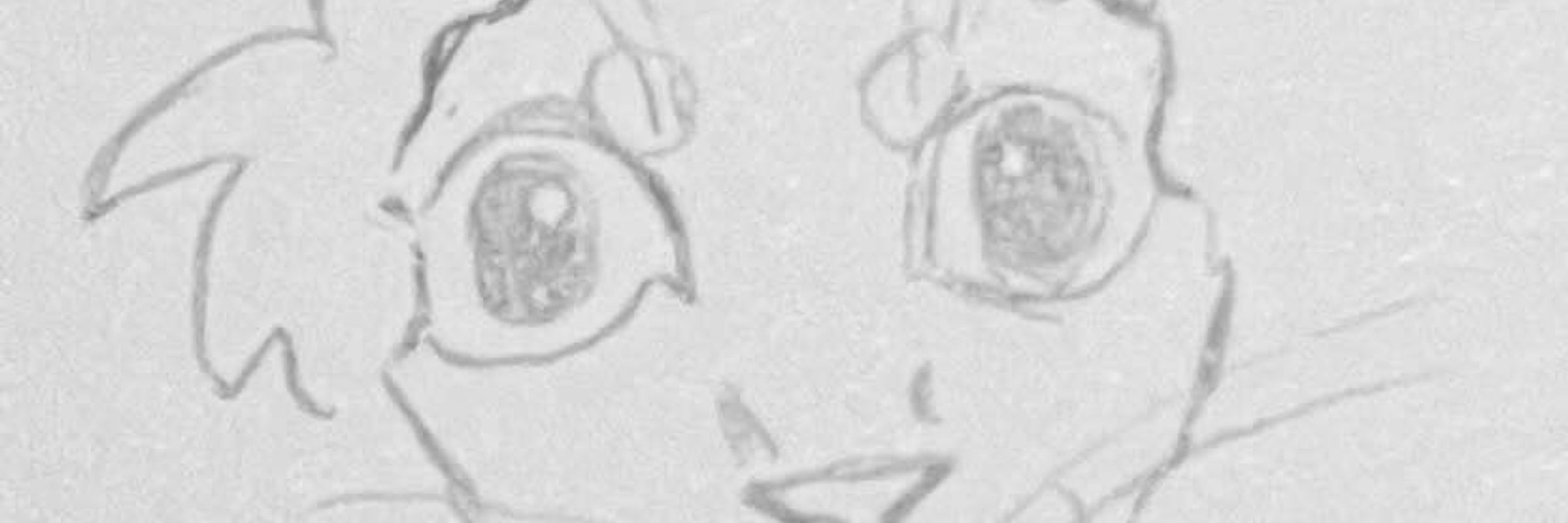 Kahto Taph (COMS OPEN)