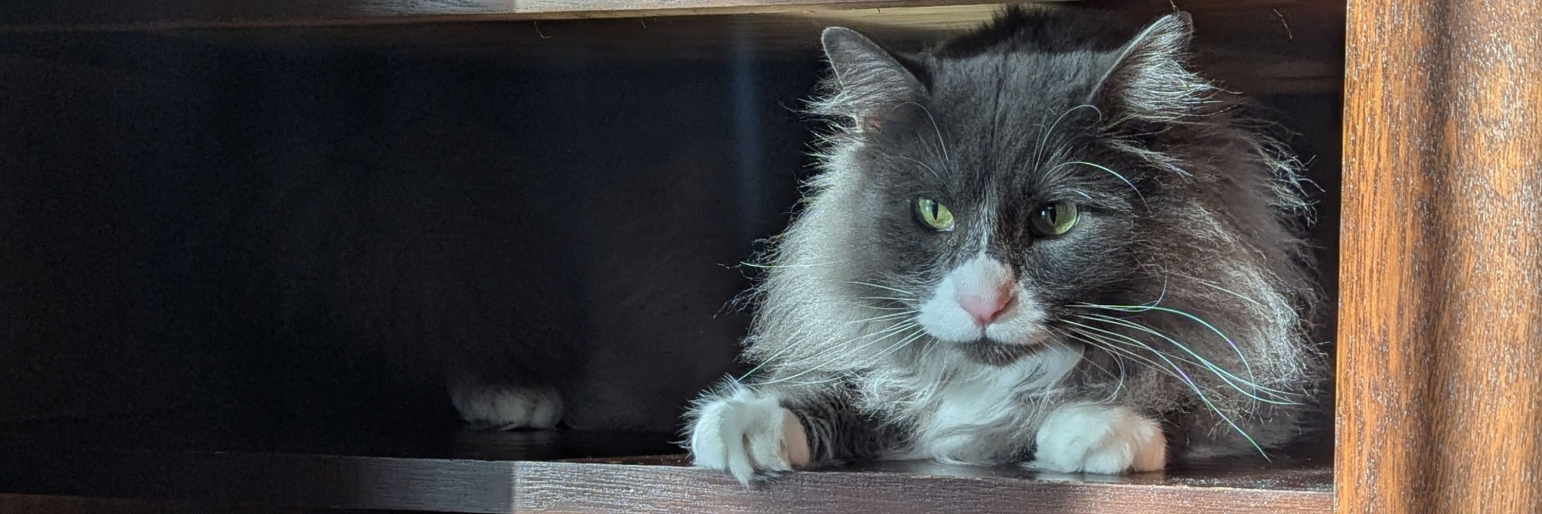 Snotcat