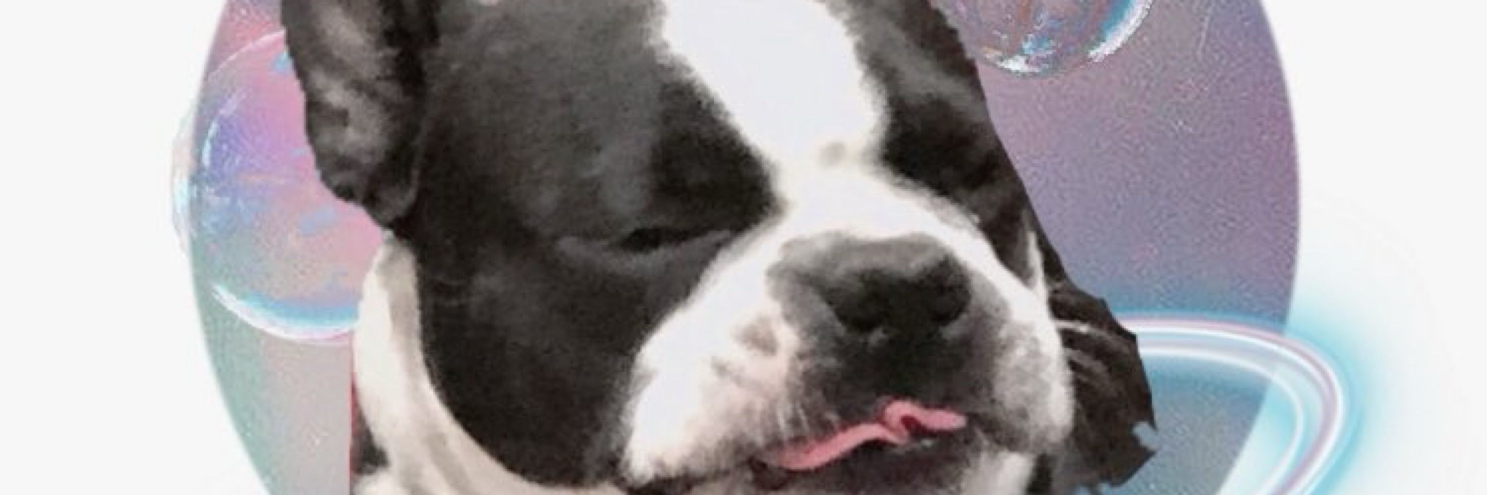 いっぬ