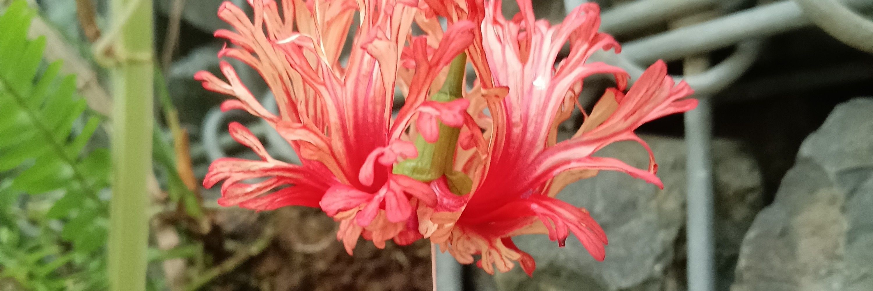 マミ～