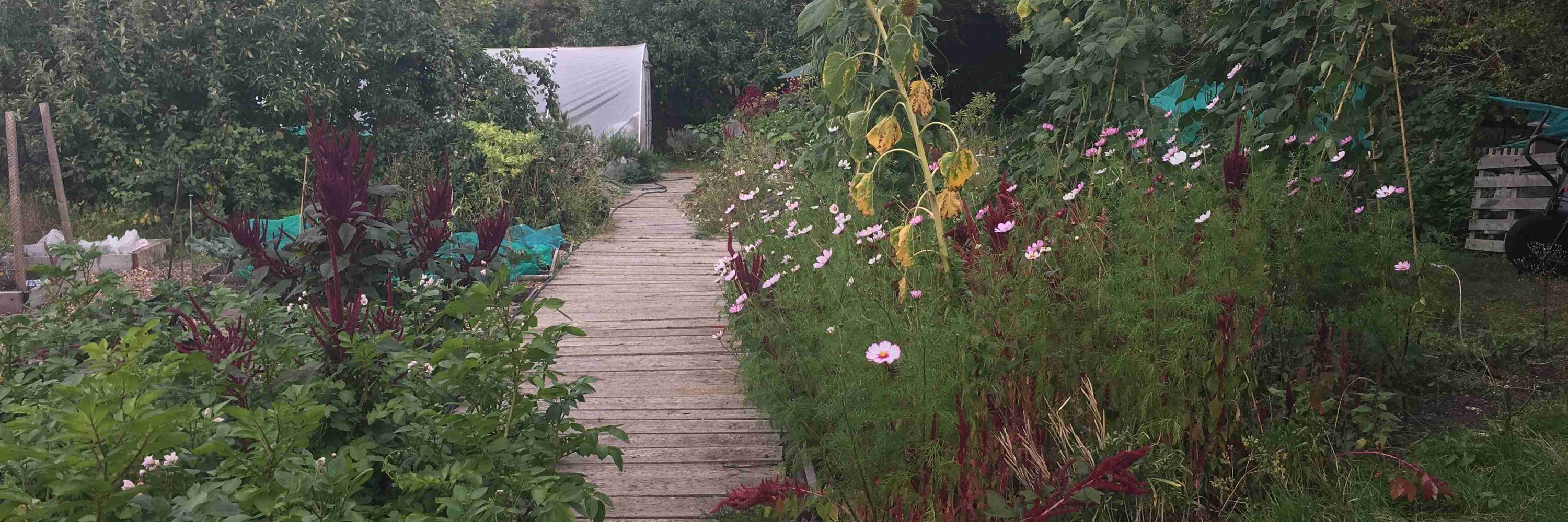 Community Plot @ Whetstone Stray Allotments