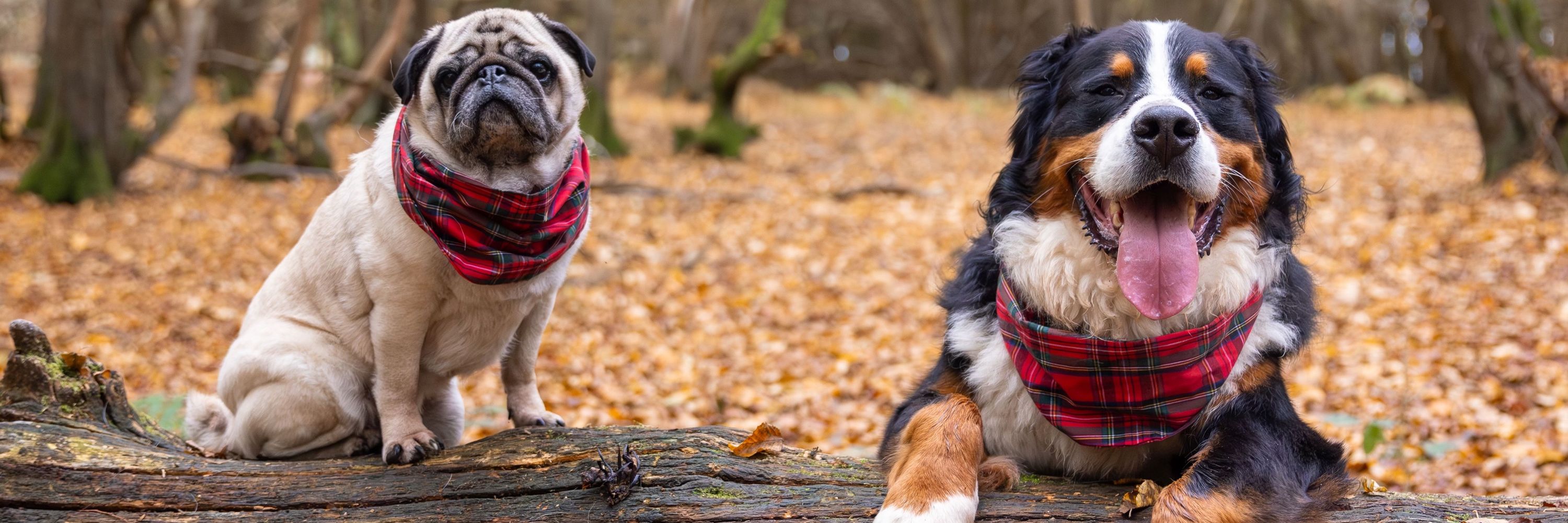 Winston & Buddy
