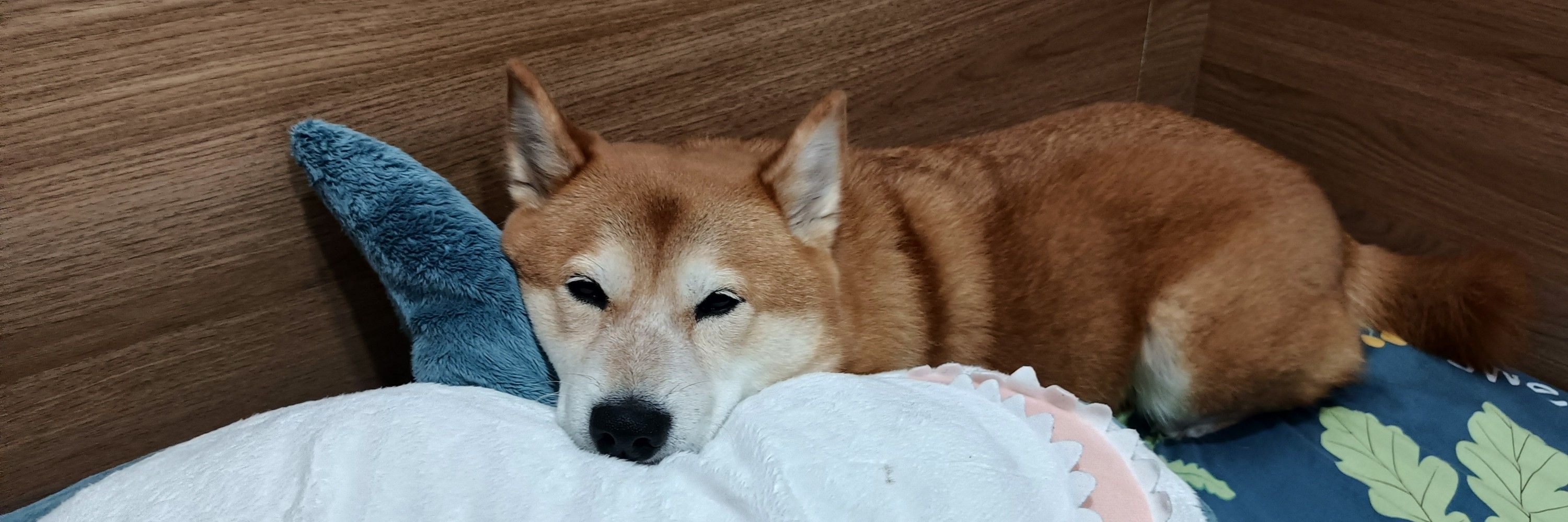 翰翰