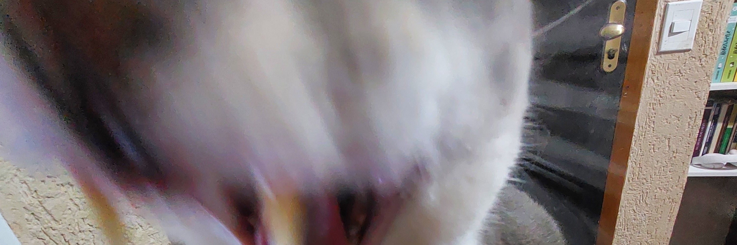 ju!!
