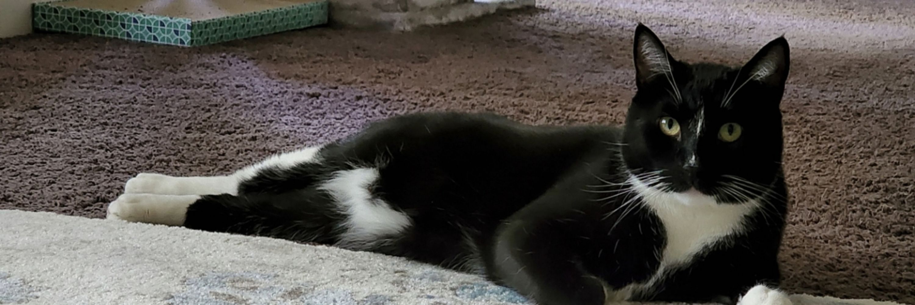 Lucky the Tux