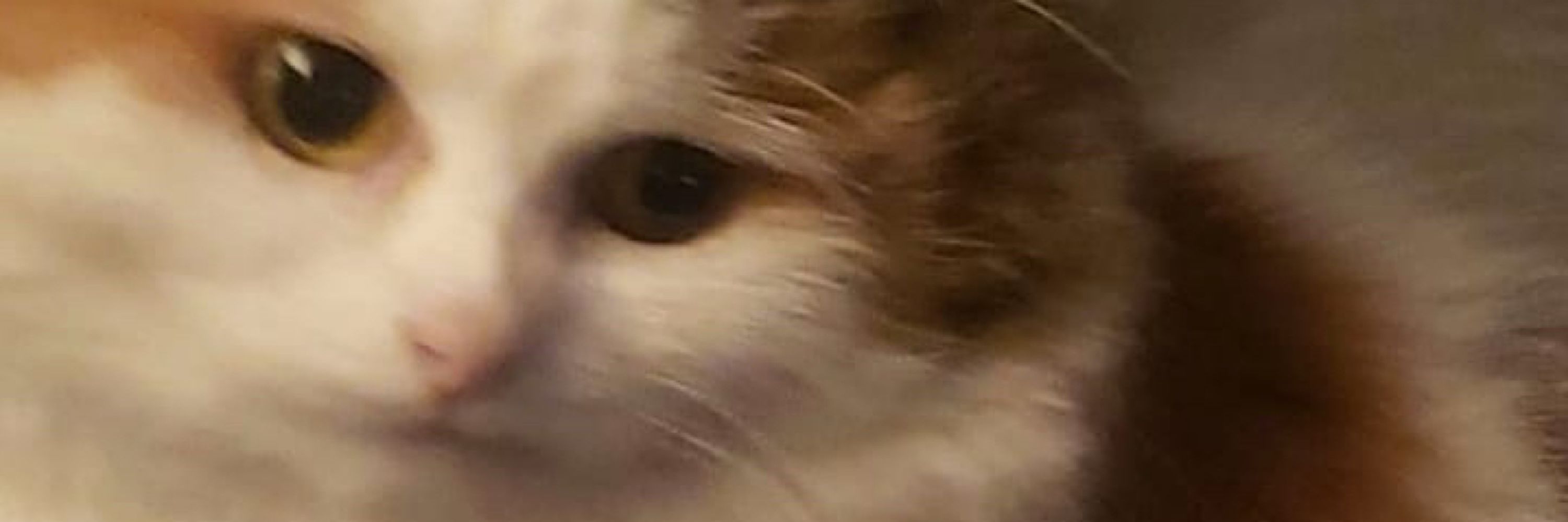 Wosh
