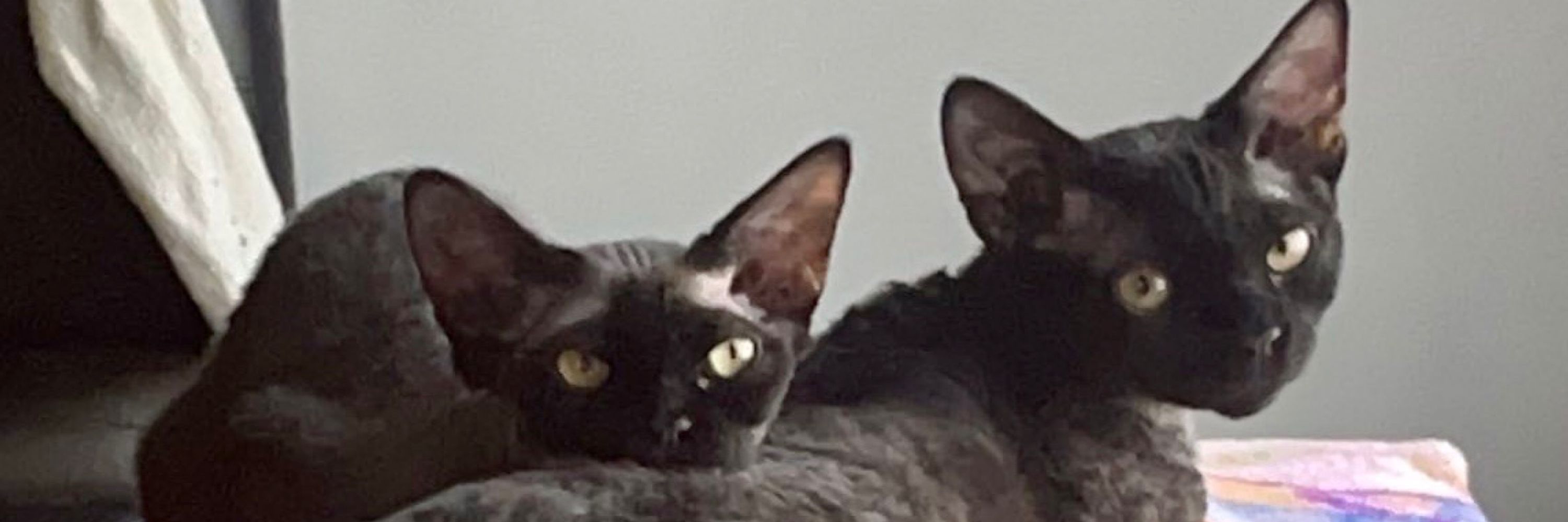 bat 🦇