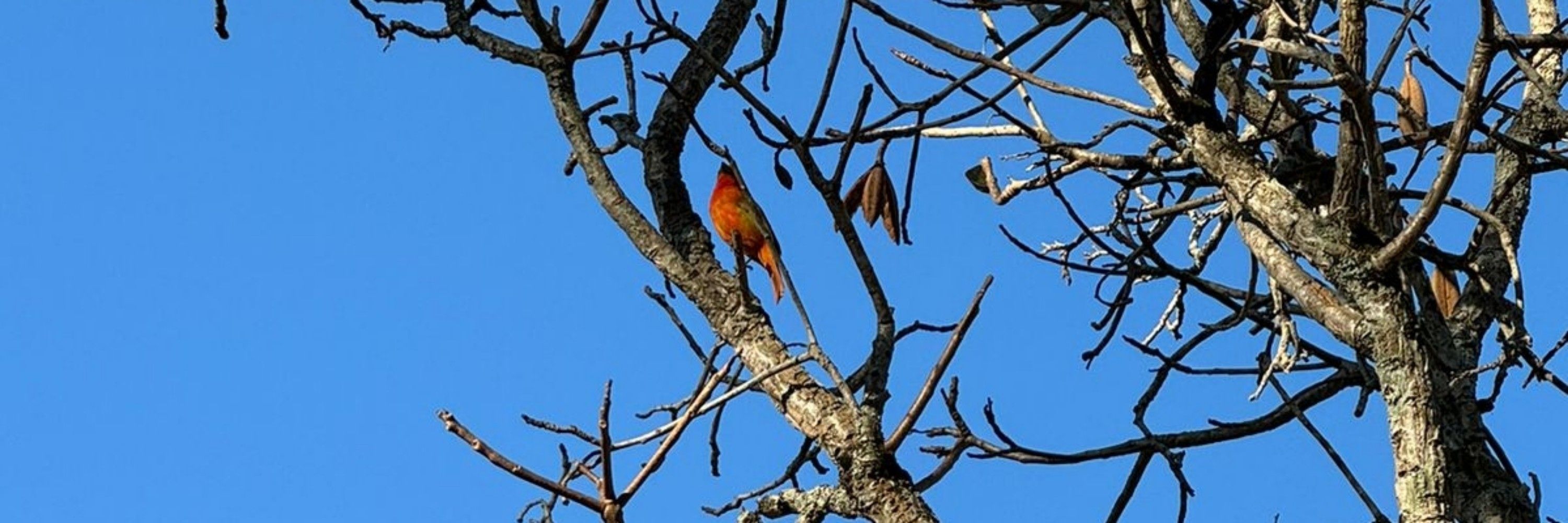 ciça