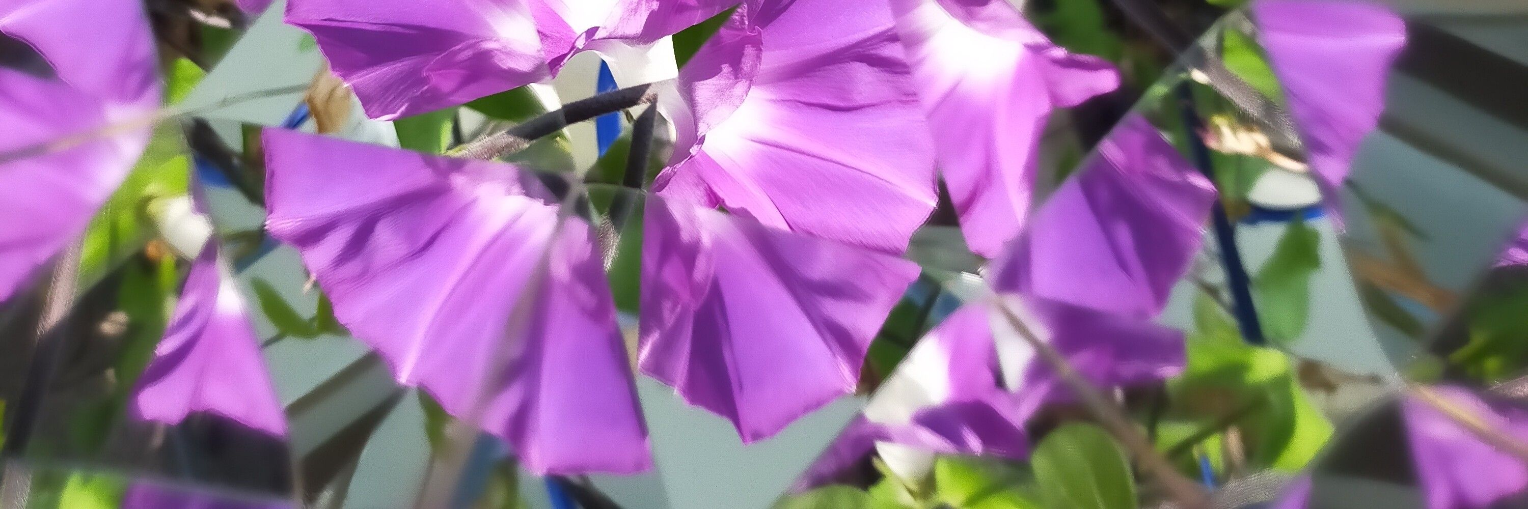 そよっぷ