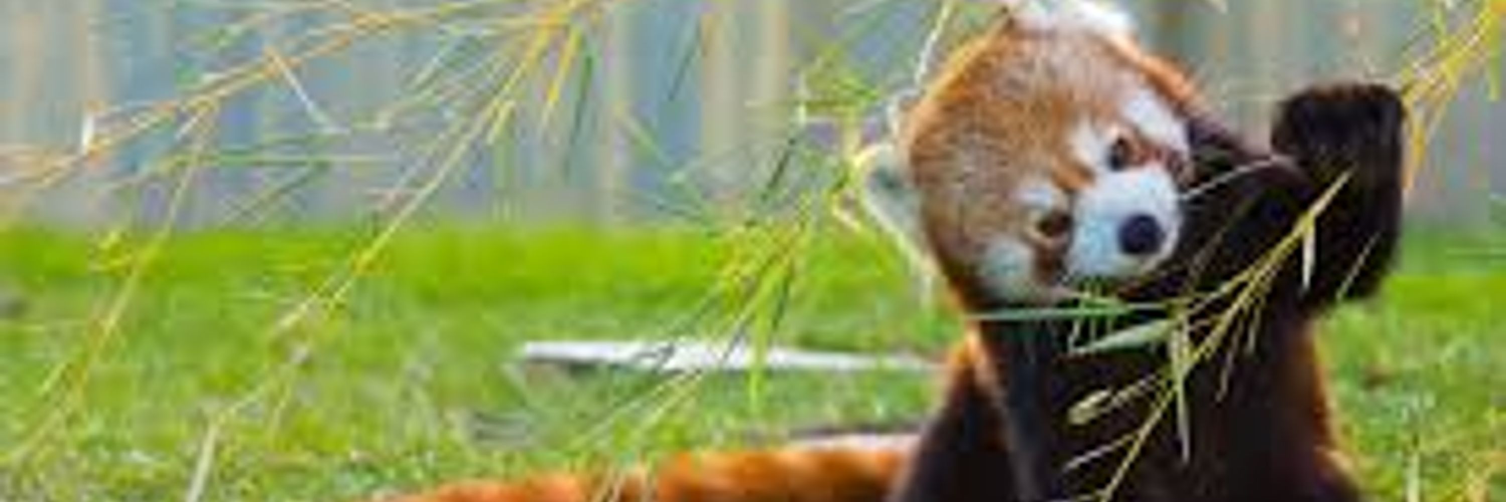 Red Panda World