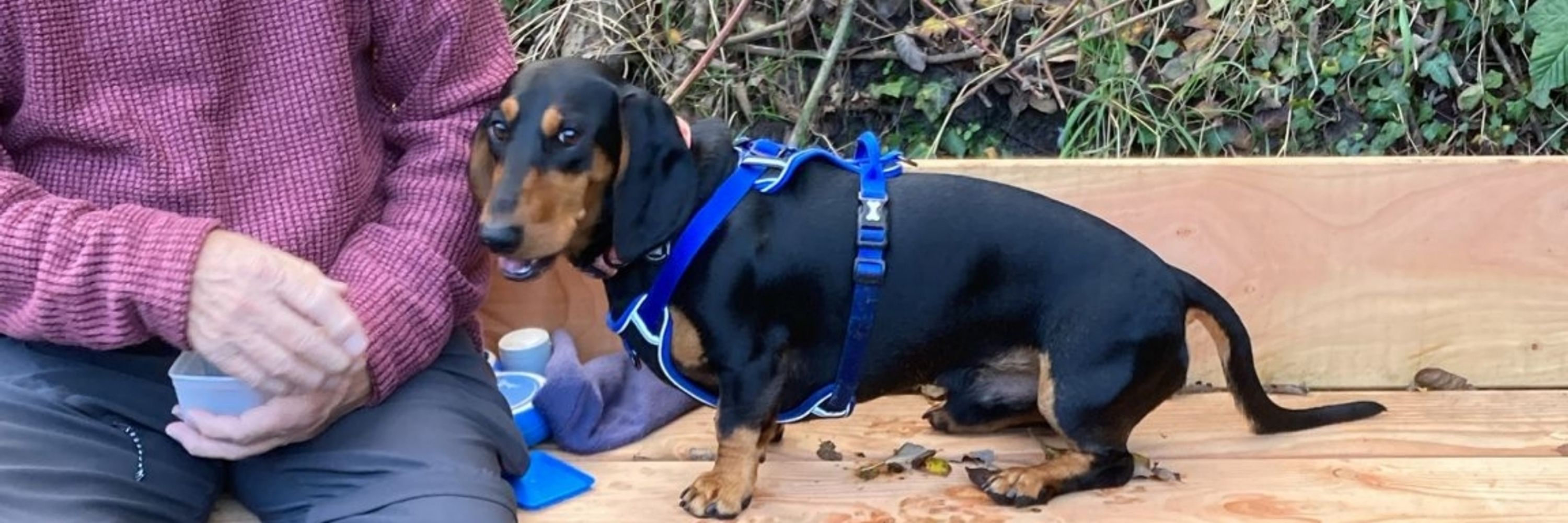 Sausagedogmum