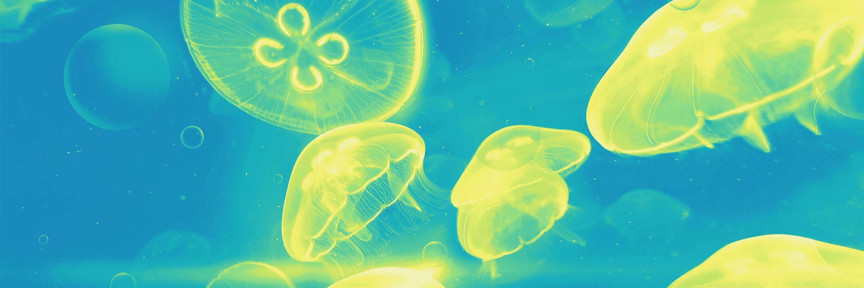 lemon (・ω・)