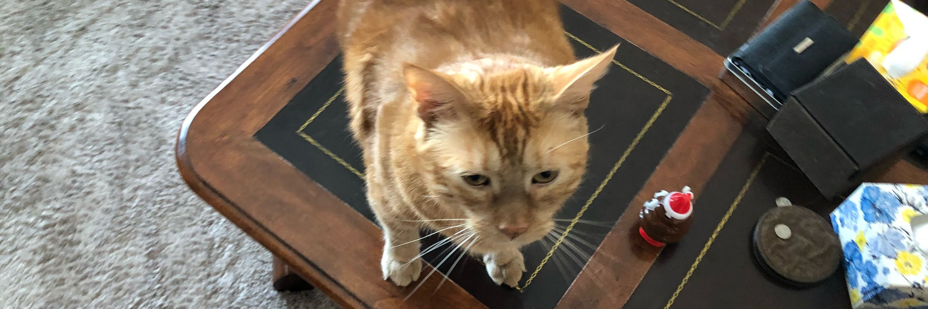 @SadCat31