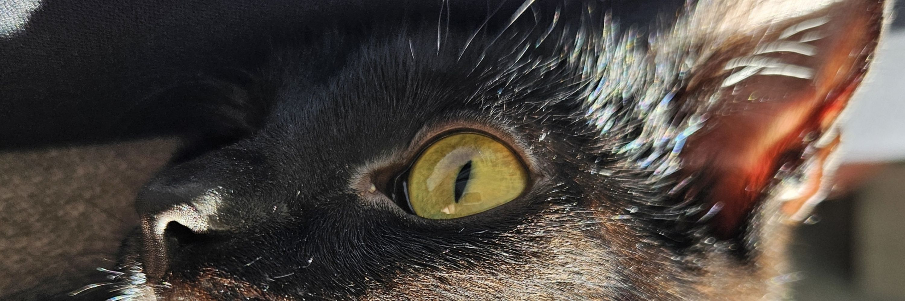 crispypurr