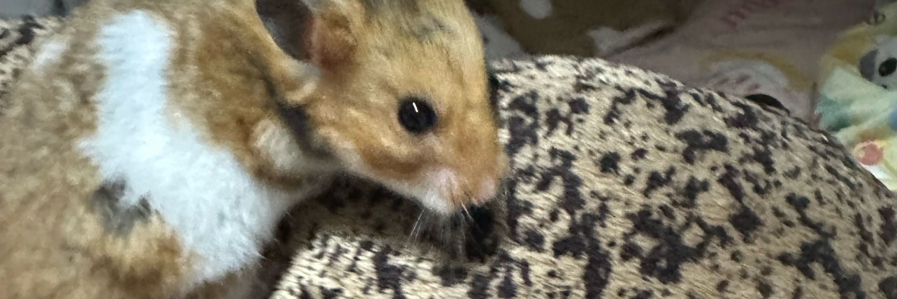 ぅゅ🐹