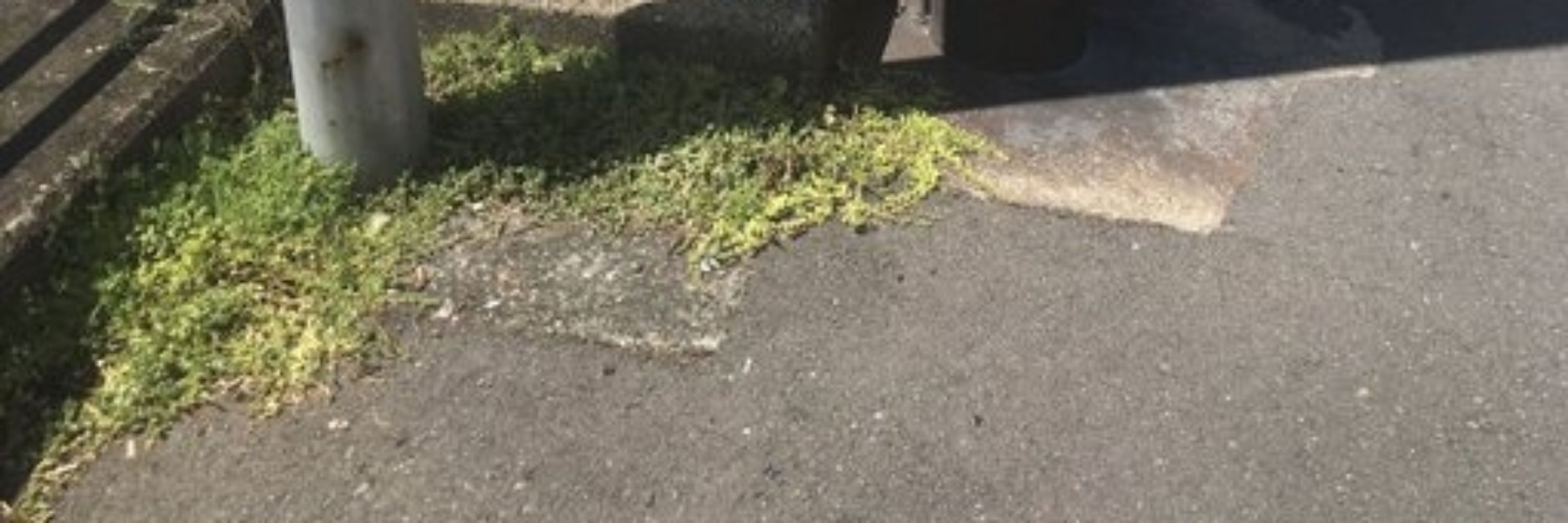 淼