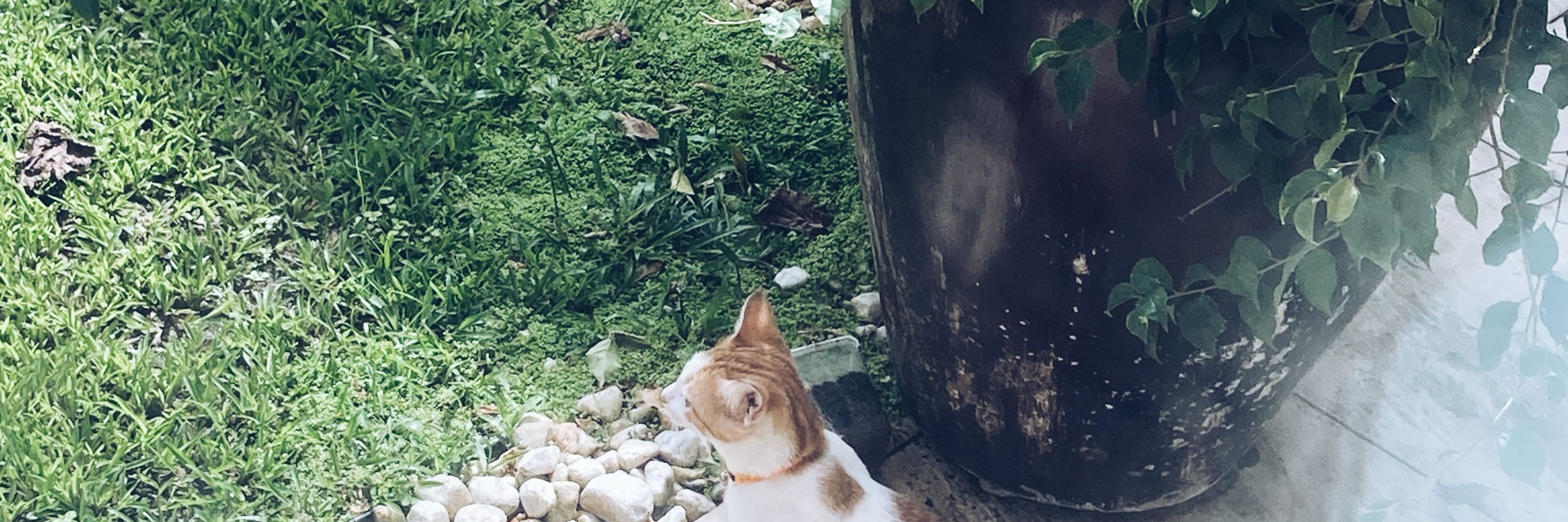 Tuca