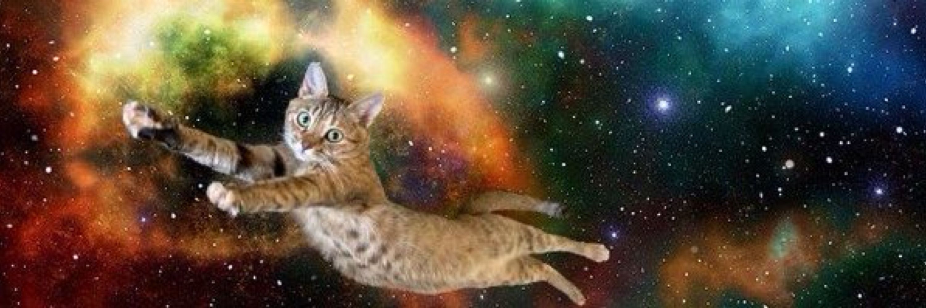 積猫🗡️🐈