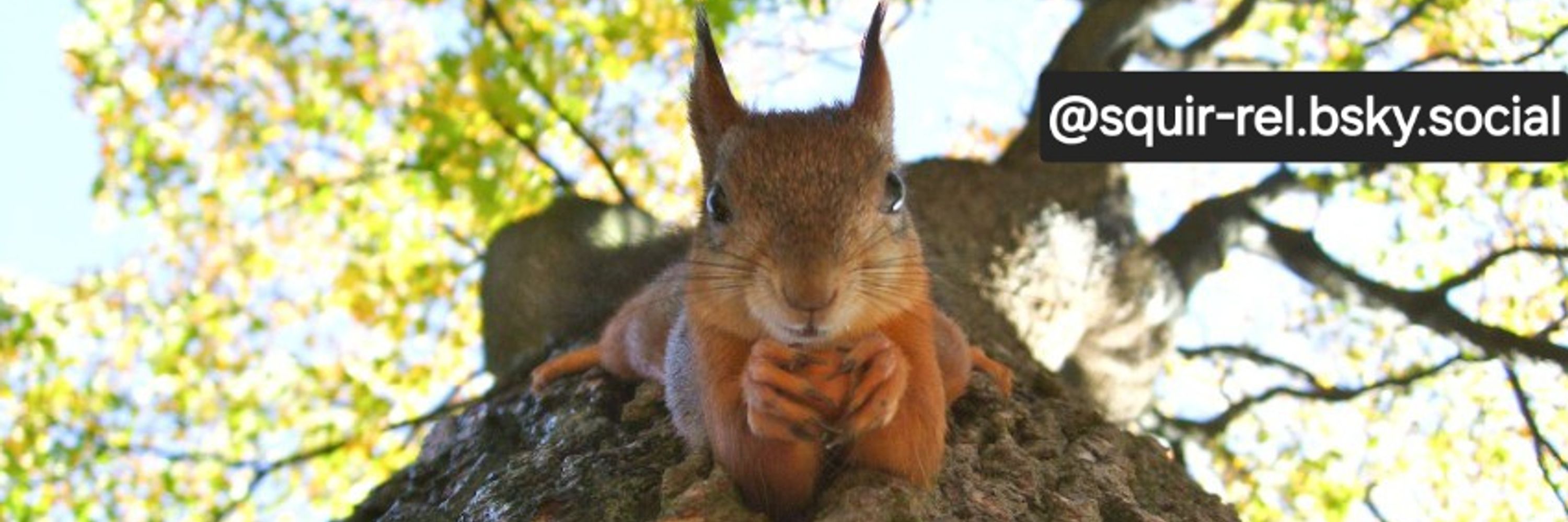 SQUIRREL!
