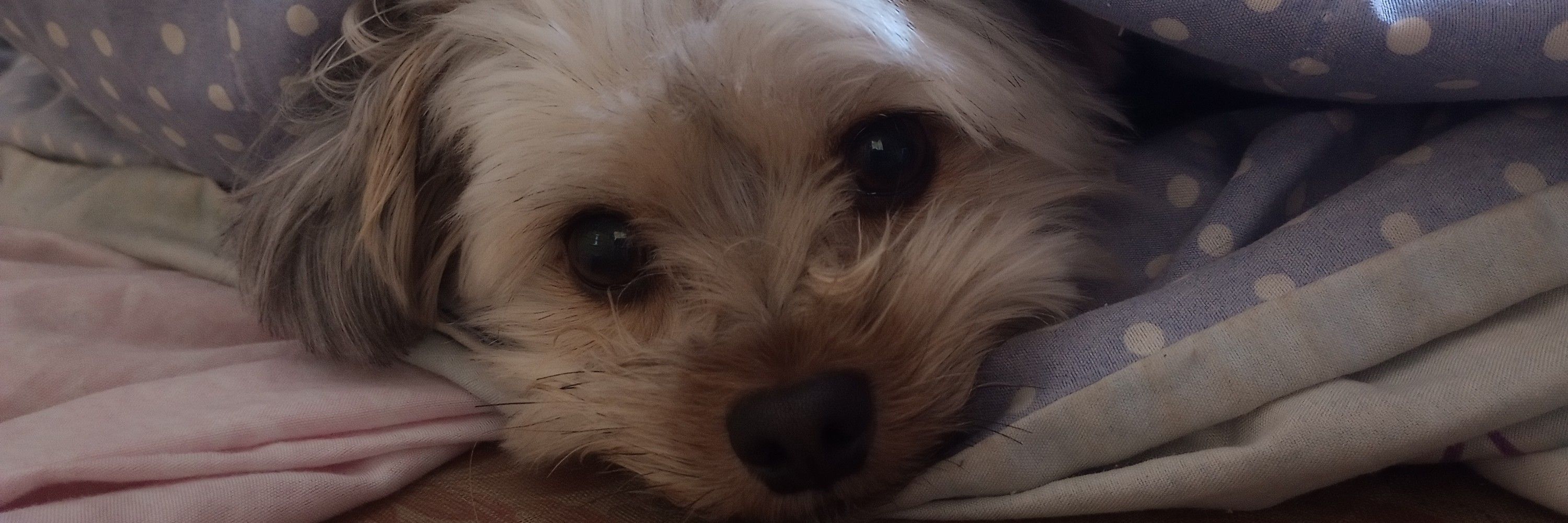 gigi