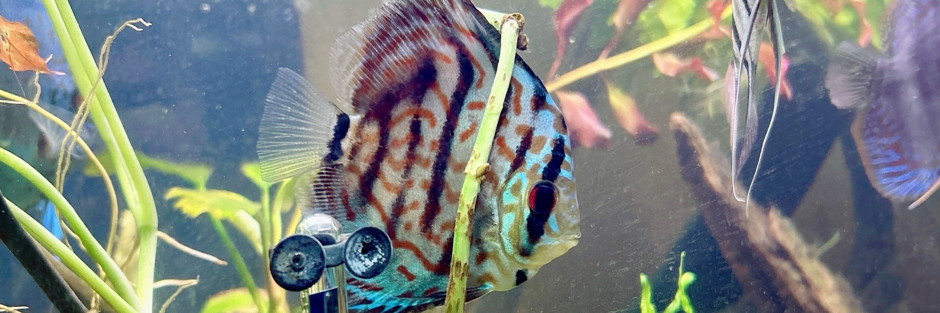 ｶｸﾞﾔ.