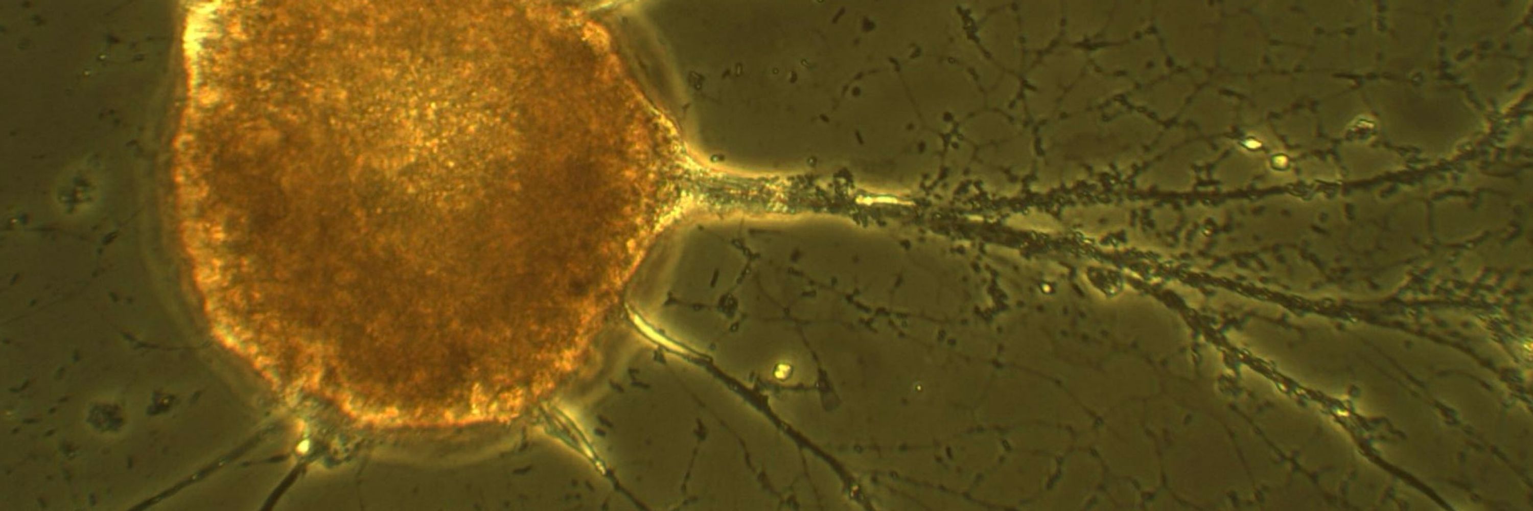 The Amoeba Lab