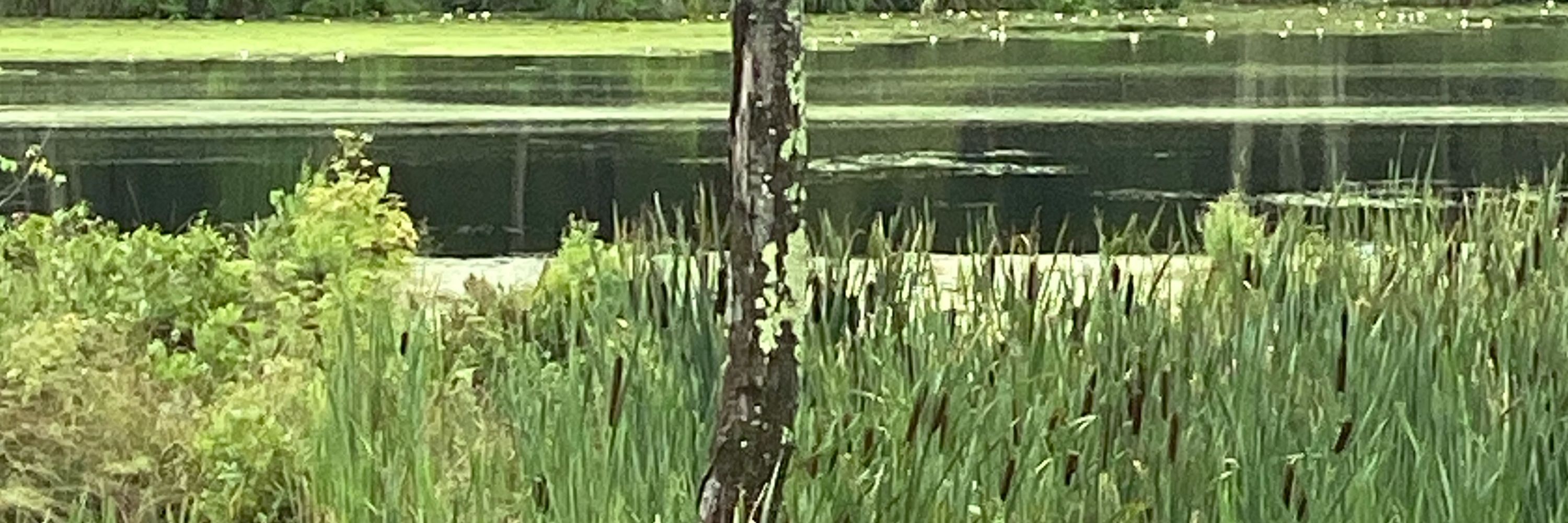 Sista flora