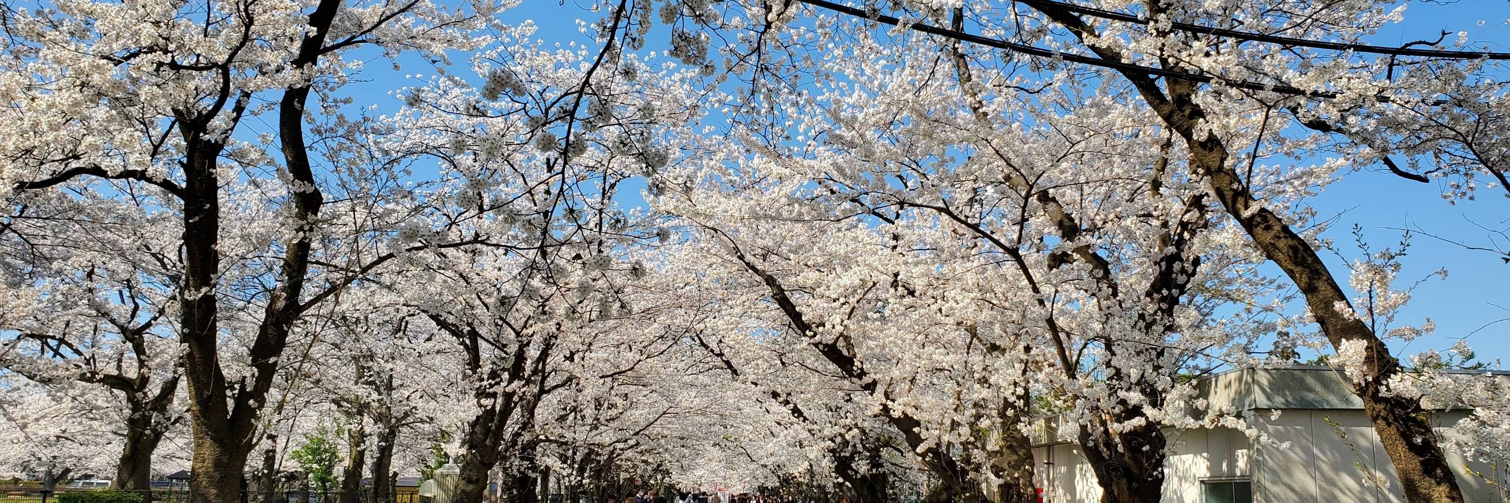 daidai.akira