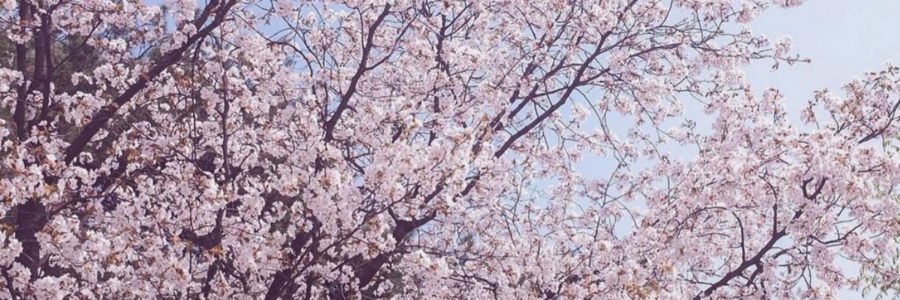 Berry. 🌸