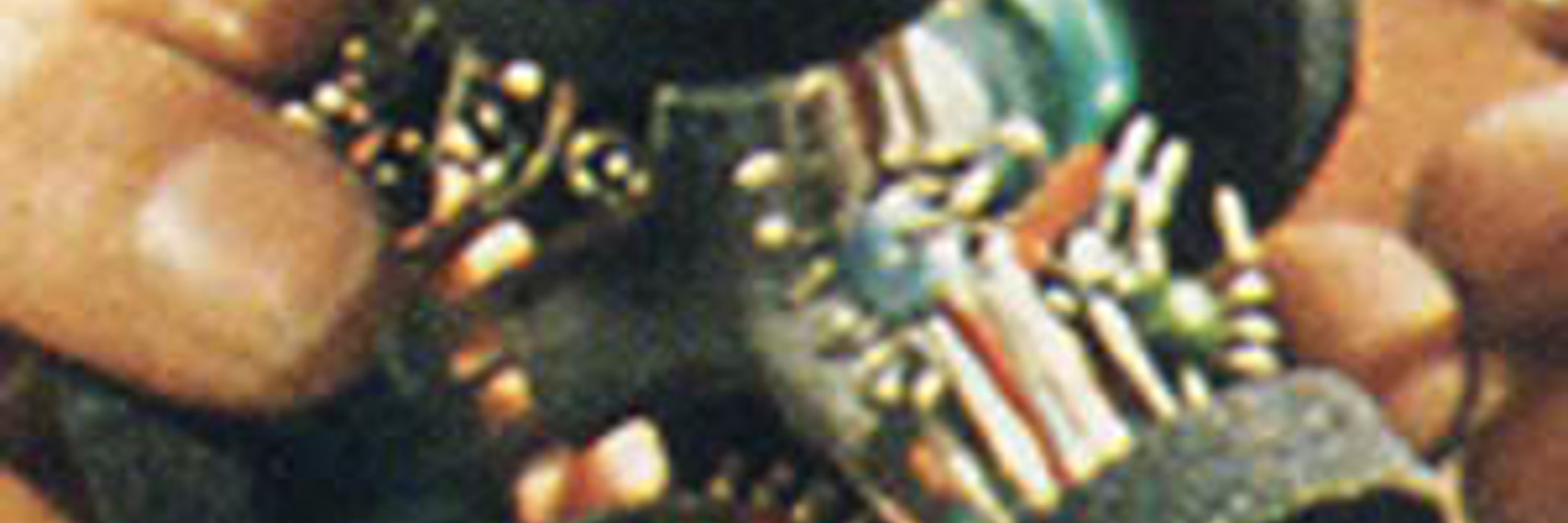 Balentius