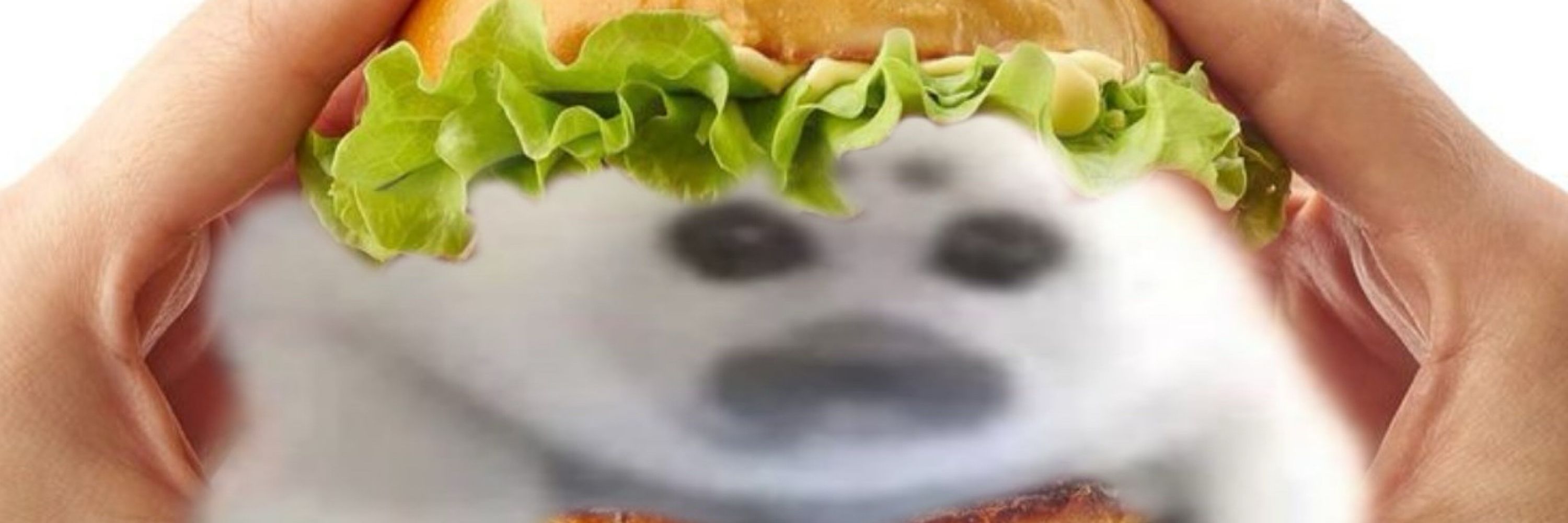 Tokkichi