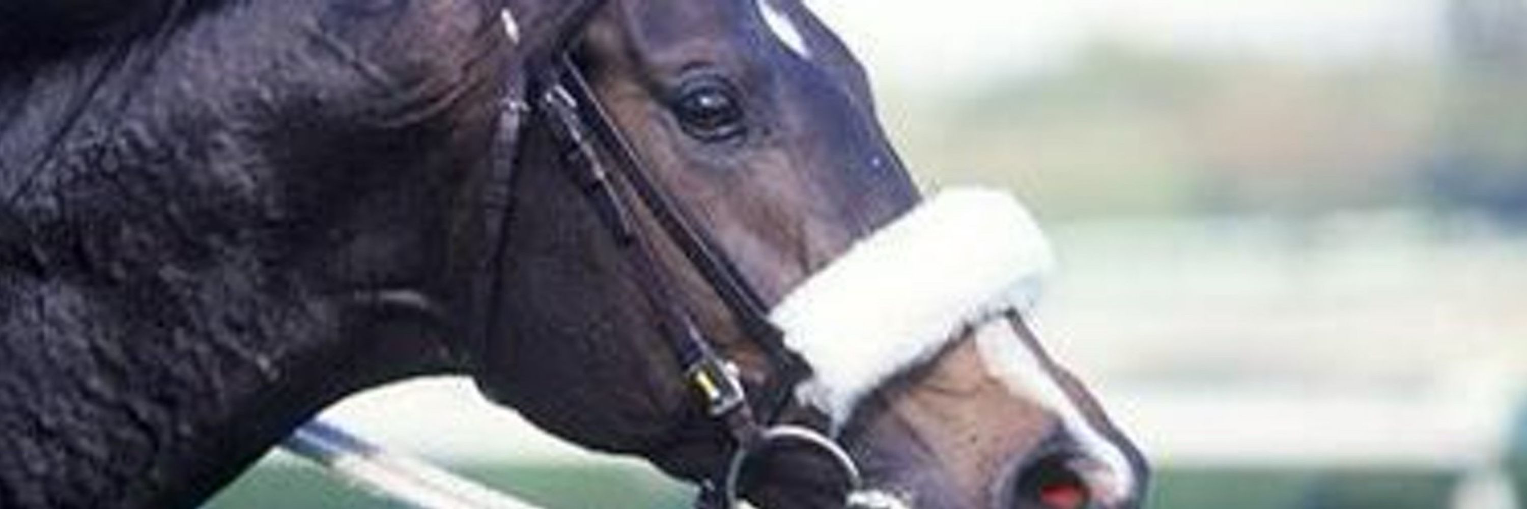 스몽🌱🐴