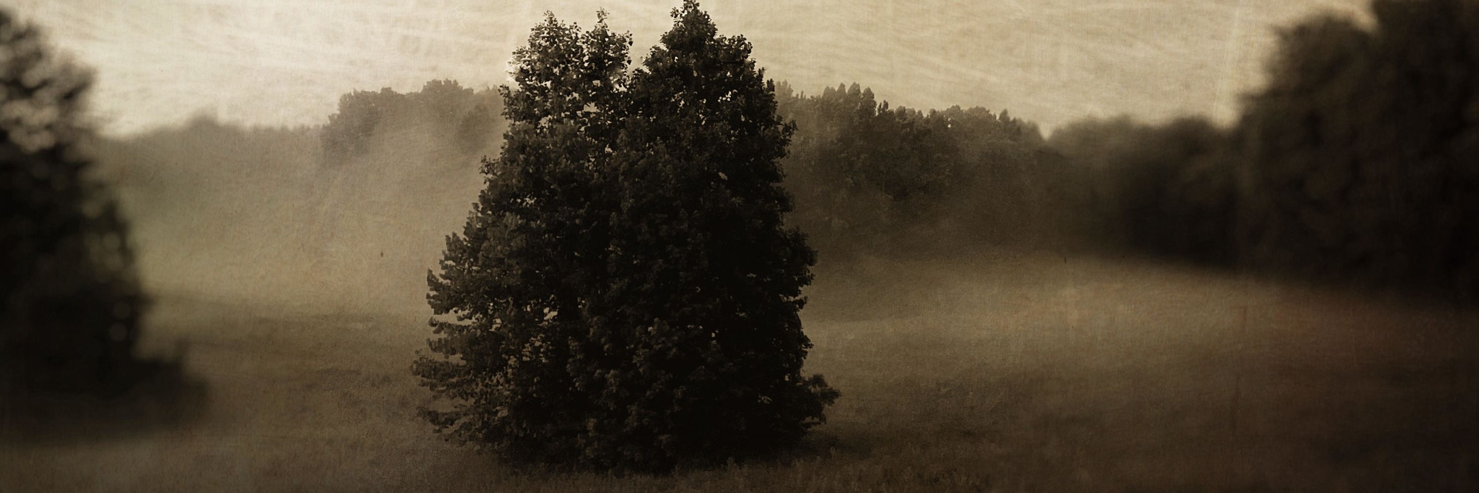 Dawn Surratt