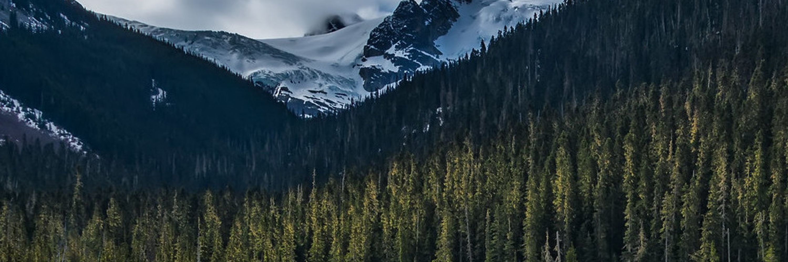 BC Society for Policy Solutions