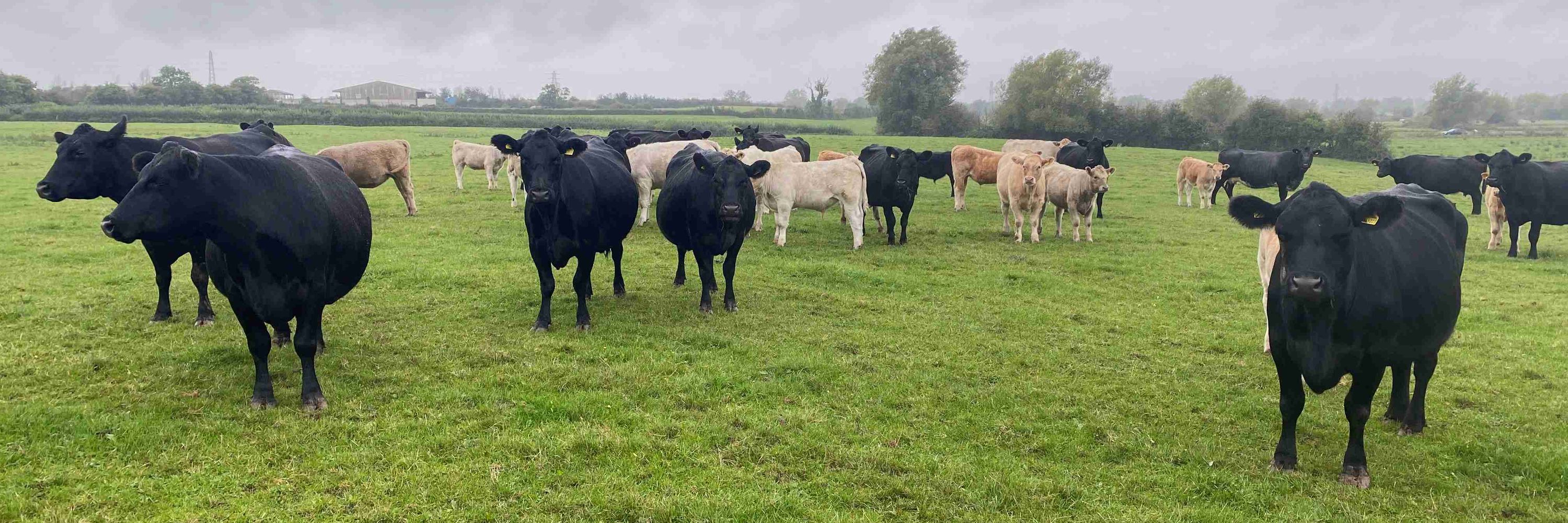 SRUC Veterinary Services