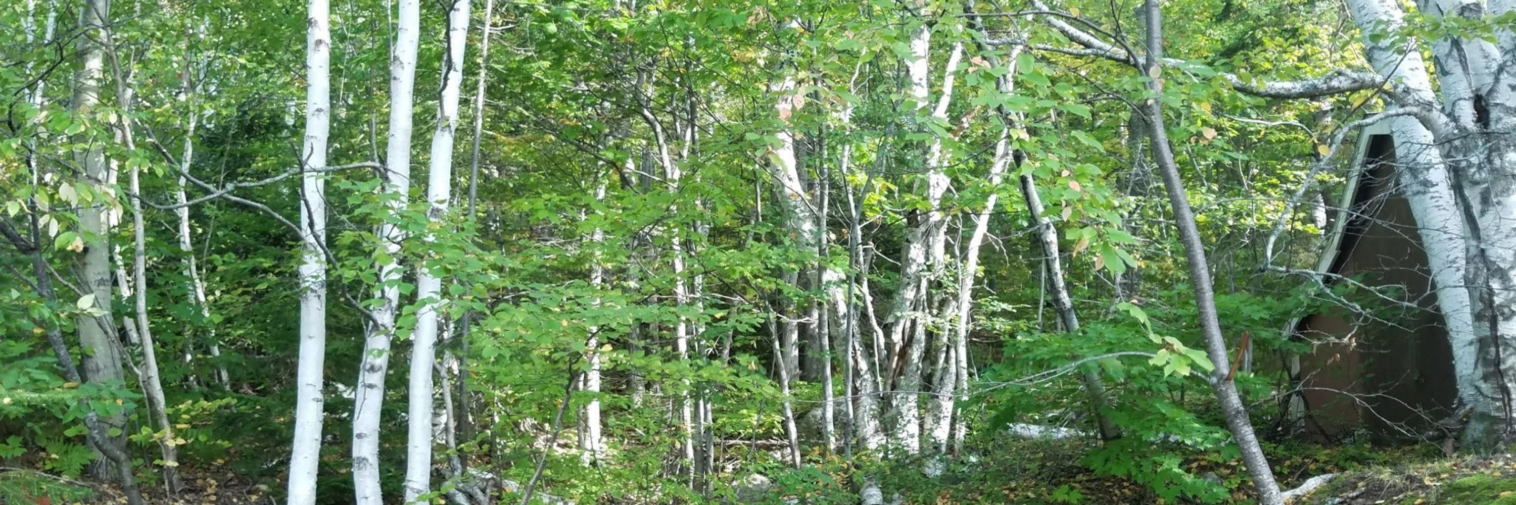 💚K🌳