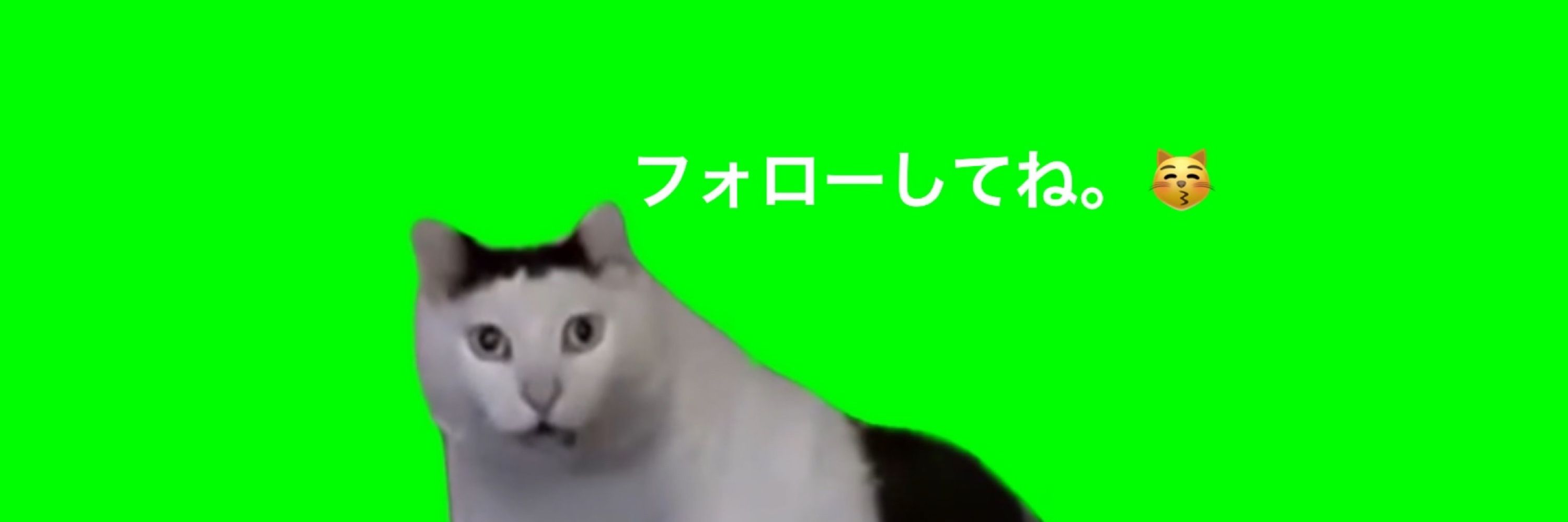 猫bot