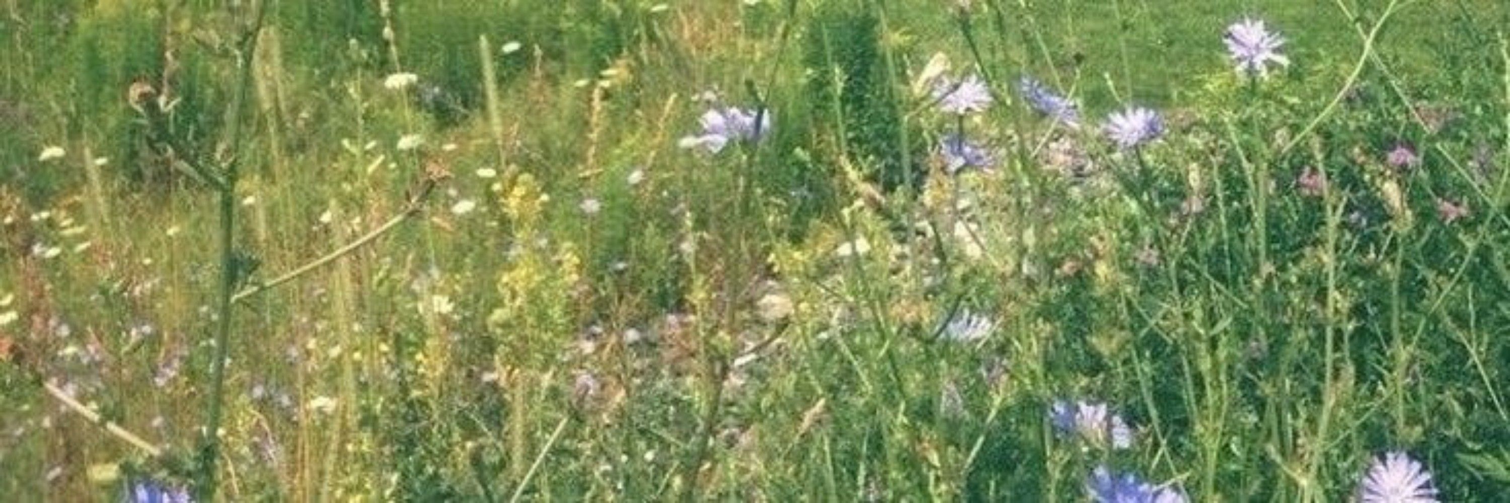 Monnoppollyia 