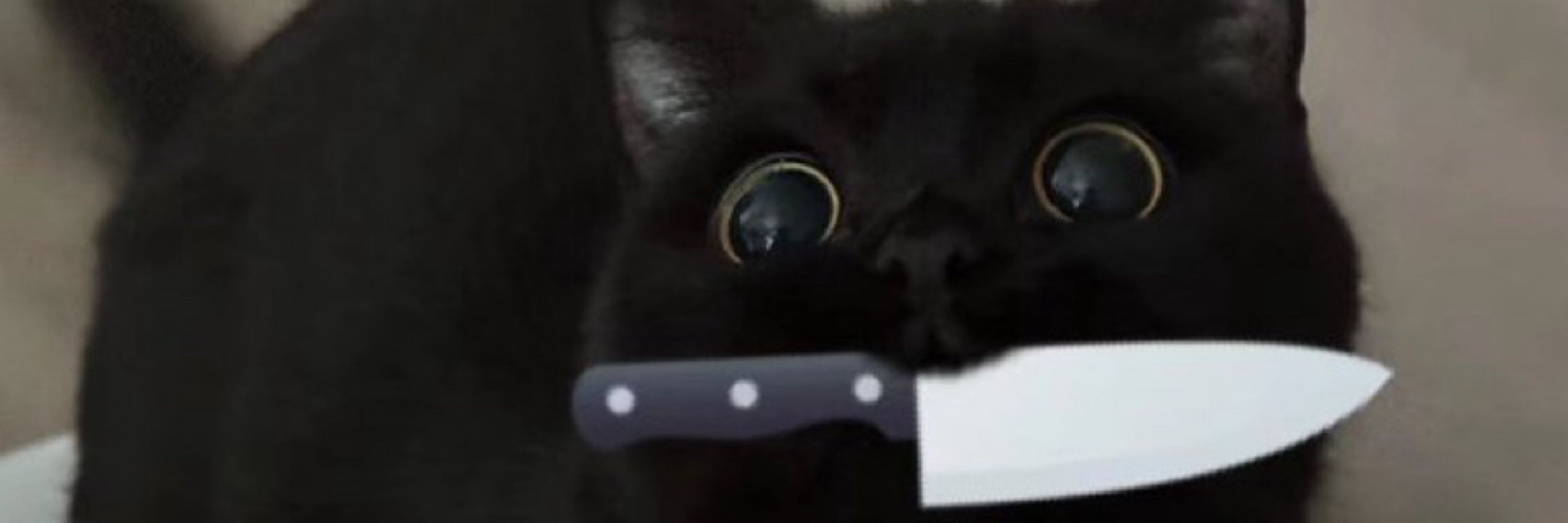 Kitten