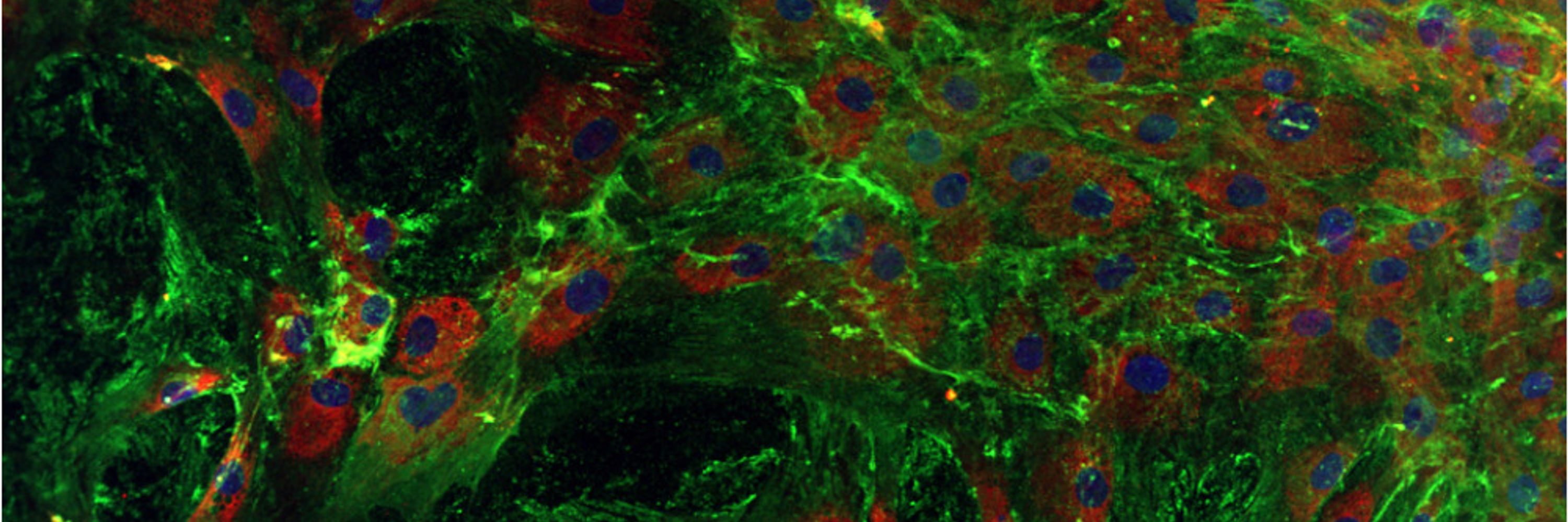 Stem Cell Glycobiology Lab